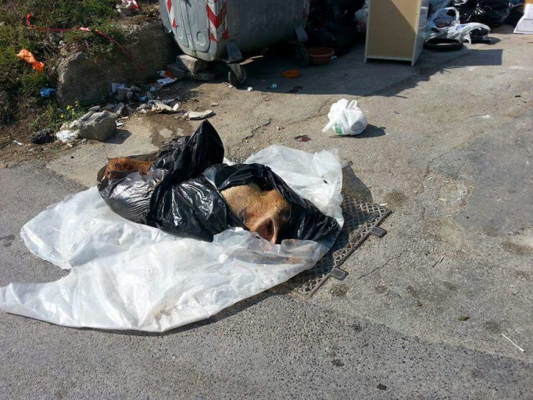 Carcassa di cinghiale nella spazzatura, degrado a Contrada Archi