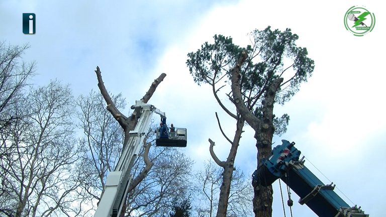 VIDEO/ Avellino sempre meno verde: abbattuti 3 alberi secolari in villa