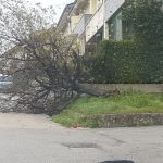 albero caduto salza