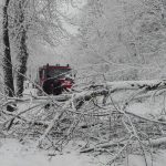 albero strada neve