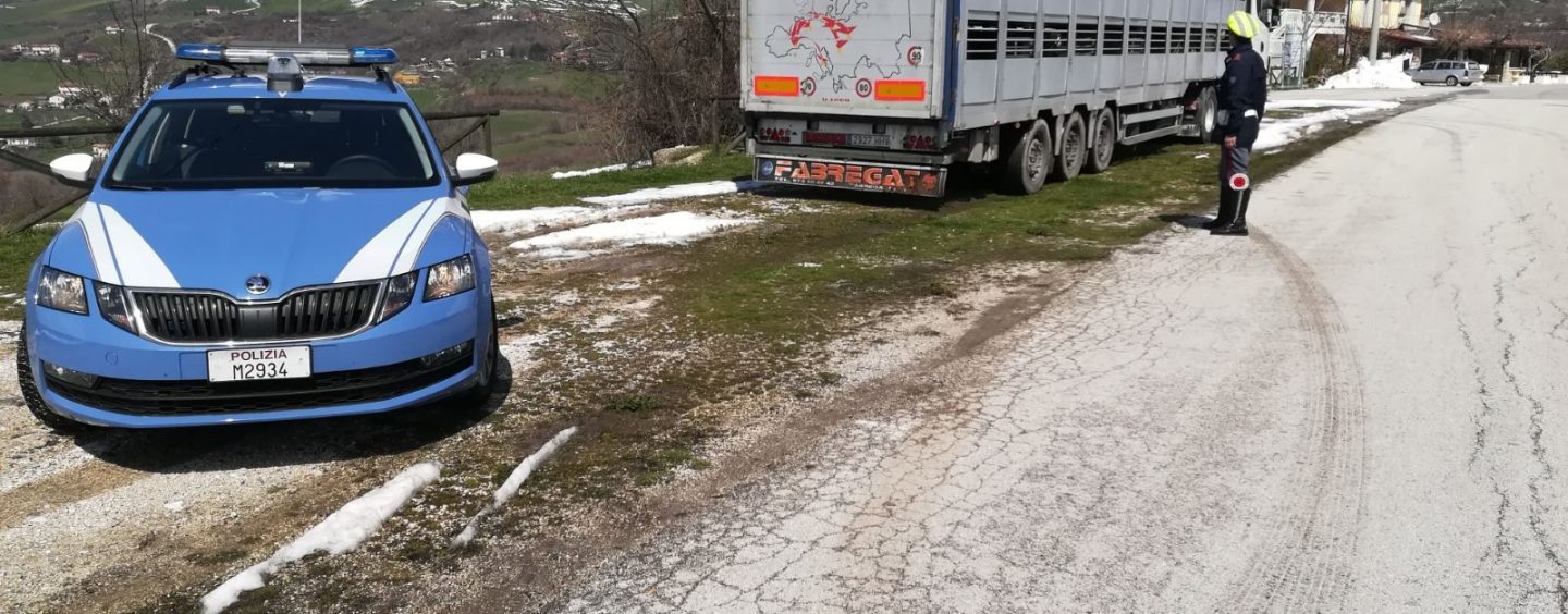 Oltre 200 agnelli ammassati sul tir: trasportatore denunciato per maltrattamento animali