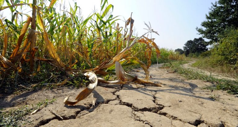 Siccità e grandinate: è allarme agricoltura in Irpinia