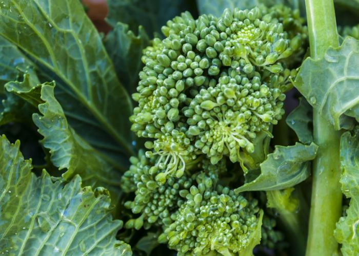 Si apre il sipario sulla sagra del broccolo aprilatico a Paternopoli