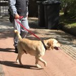 cinofile unità cani forestali carabinieri