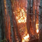 incendio