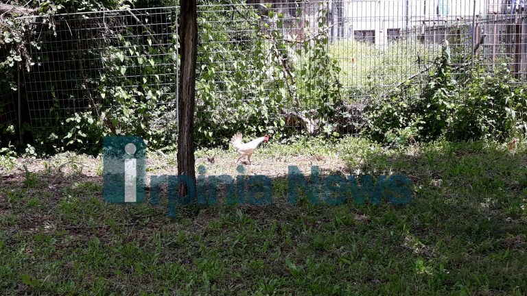 Parco Santo Spirito: degrado, sporcizia e galline. Cartolina per il prossimo sindaco