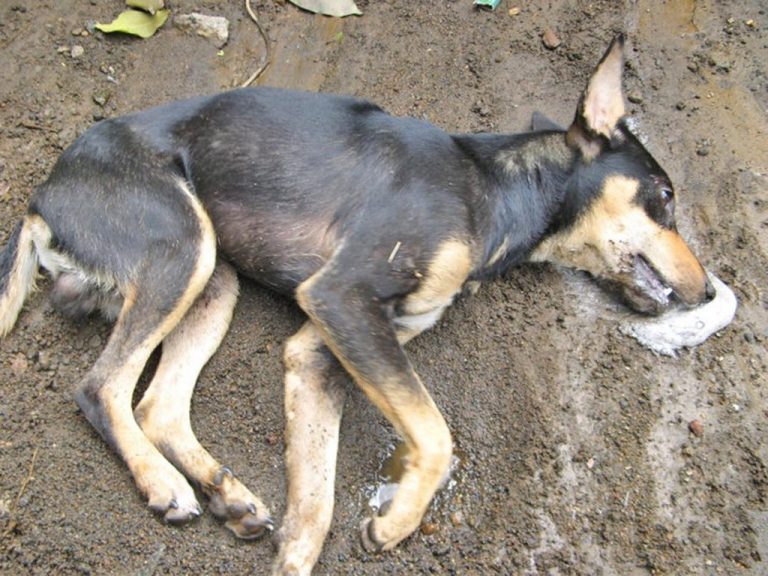 Cani avvelenati, caccia ai colpevoli: taglia di 6mila euro di Aidaa