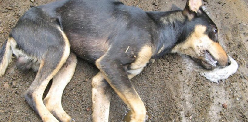 Cani avvelenati, caccia ai colpevoli: taglia di 6mila euro di Aidaa