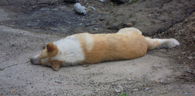 Altri due cani avvelenati: continua la strage a Contrada Chiaire