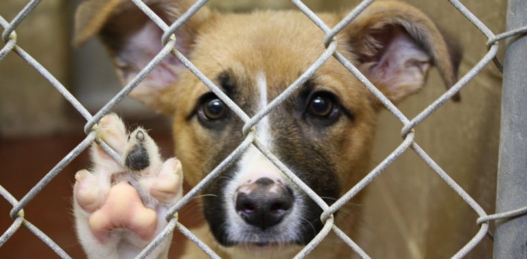 A Castelfranci denunciate due persone per malgoverno e abbandono animali
