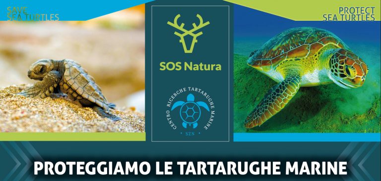 “Proteggiamo le tartarughe marine”: l’evento ad Avellino