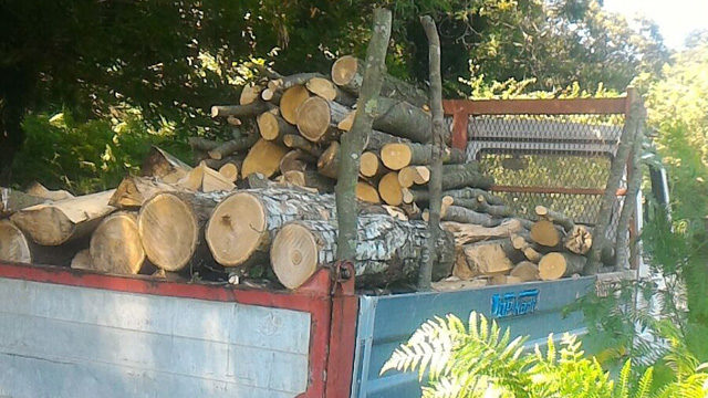 Abbattevano alberi nel Parco del Partenio: un arresto e due denunce. Sequestrati 80 quintali di legna