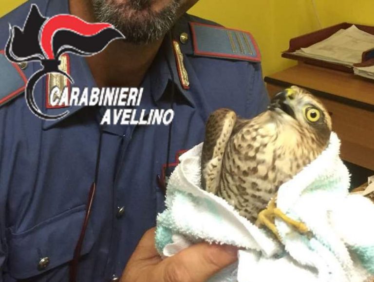Carabinieri e Asl mettono in salvo un falco ferito
