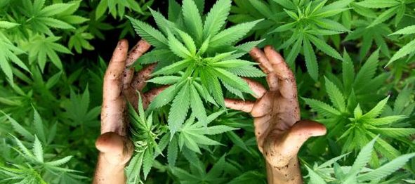 Sorpreso in possesso di marijuana: 25enne nei guai