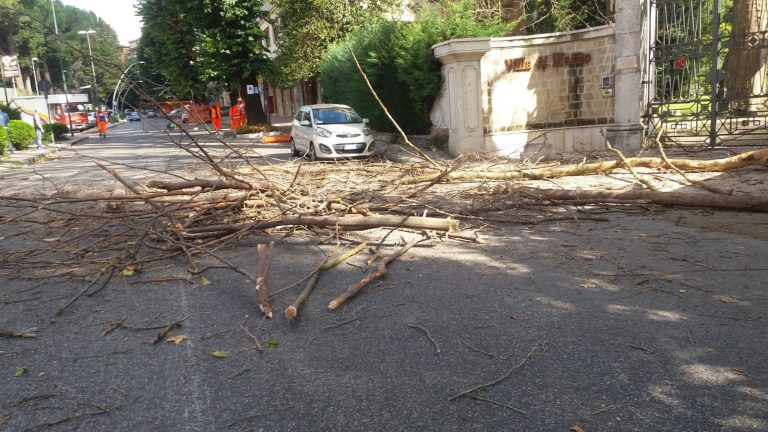Raffiche di vento, cadono rami e alberi in via Tagliamento. Il racconto di un’automobilista: “Ho avuto paura”