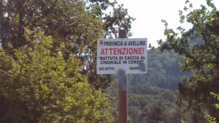 Piano di Gestione e Controllo del Cinghiale, animalisti pronti a ricorrere al Tar