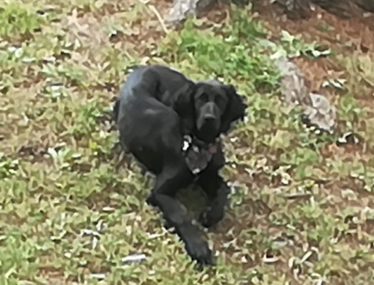 Monteforte, continuano le ricerche del cane Jago