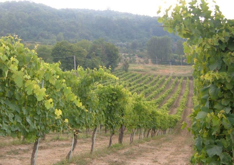 Turismo, Acone (Città del Vino) lancia la sfida: “Facciamo rete con Salerno e Benevento”