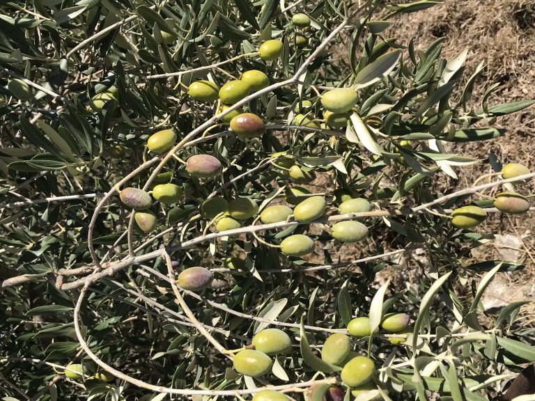 Olio, settore in ginocchio: olivicoltori irpini alla manifestazione a Roma