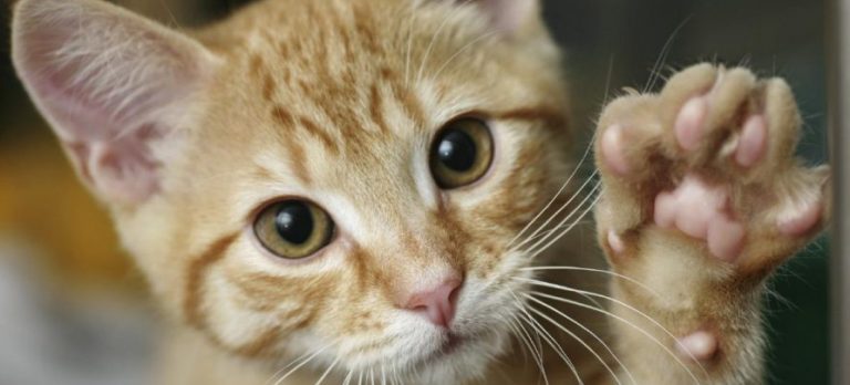 Gatti feriti, l’appello della Gadit ai cacciatori: “Non sparate in prossimità di abitazioni”