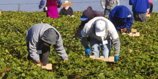 Formazione in agricoltura: allo Sprar di Sant’Angelo a Scala la prima lezione di potatura