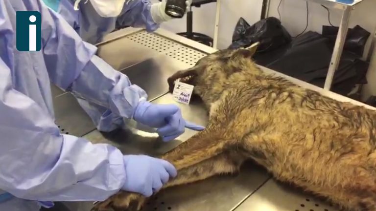 VIDEO/ Lupo trovato morto a Montevergine, l’esame autoptico conferma ipotesi avvelenamento