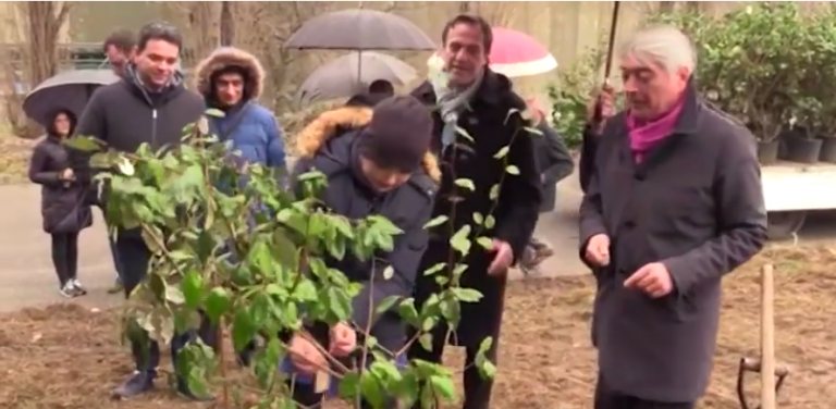 Stir di Avellino primo in Campania senza ecoballe: al loro posto 50 Olivastri di Boemia
