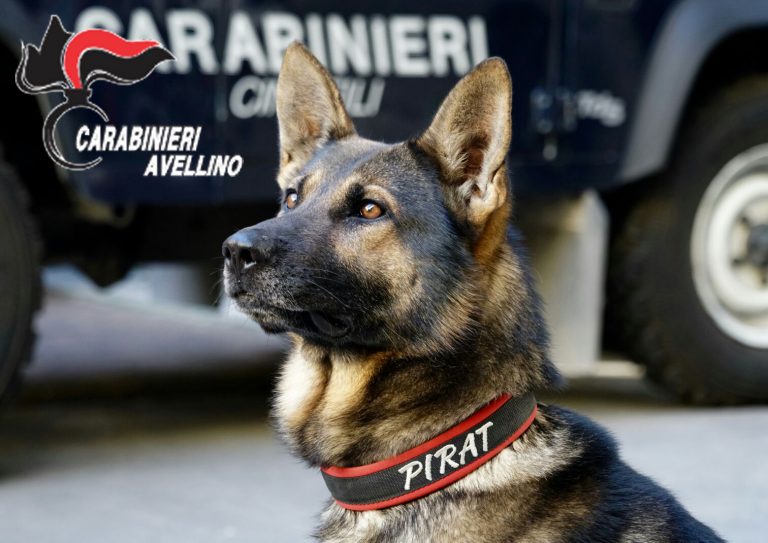 Il Natale dei Carabinieri con i più piccoli: nei reparti di pediatria con le unità cinofile