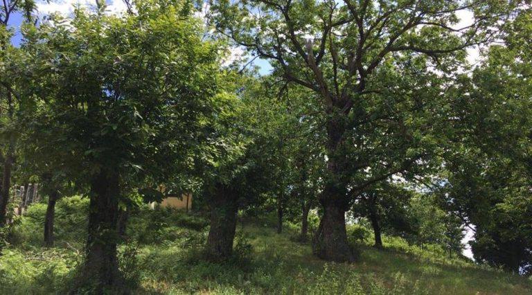 A Serino tavola rotonda dei castanicoltori
