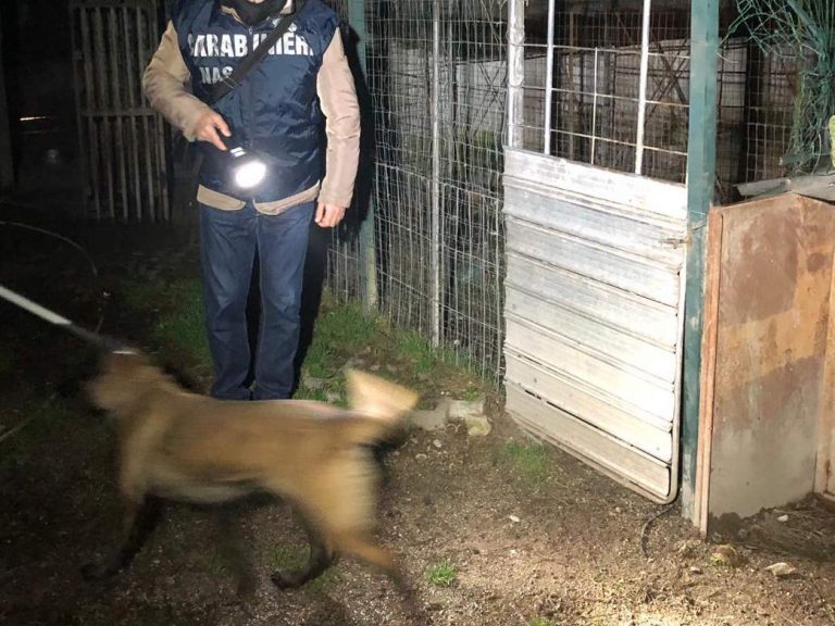Canile lager abusivo in immobile di azienda pubblica di Avellino, scatta una denuncia