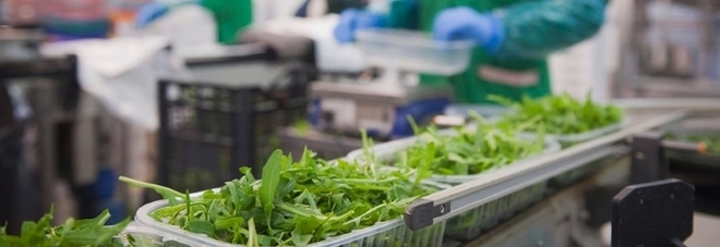 Rucola IGP al Fruit Logistica di Berlino, pronta a scalare la Top Ten del Made in Italy