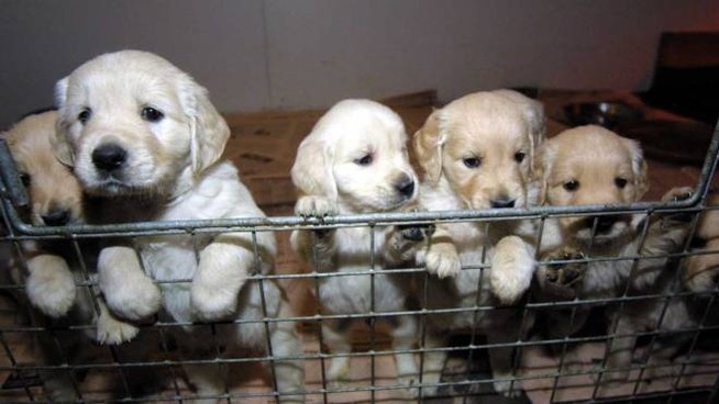 Smantellato traffico illegale di cani dalla Slovacchia: oltre cento cuccioli sequestrati
