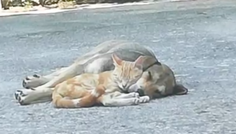 VIDEO/ L’impiccagione di Lucky indigna l’Irpinia: la testimonianza della veterinaria che lo ha ritrovato