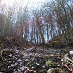 alberi foresta montevergine