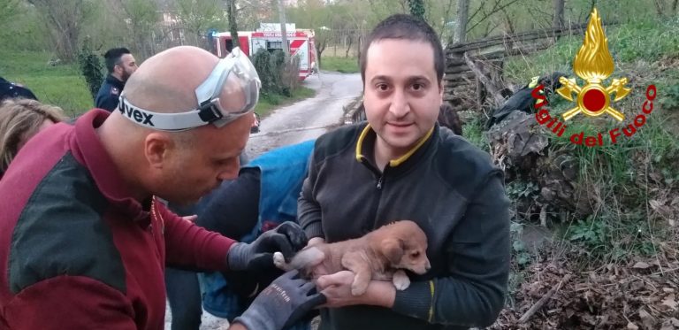 FOTO/ Cucciolo di Labrador intrappolato in un tubo: salvato dai Vigili del Fuoco