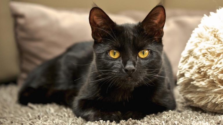Le guardie ambientali di Avellino salvano “Nero”, il gatto ferito da un branco di randagi