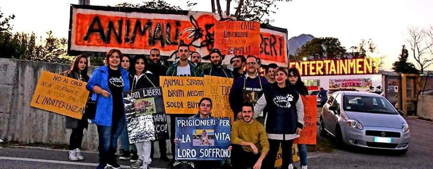 Il circo ad Avellino scatena le proteste degli animalisti: “Attendamento illegale, chiediamo l’intervento urgente del Prefetto”