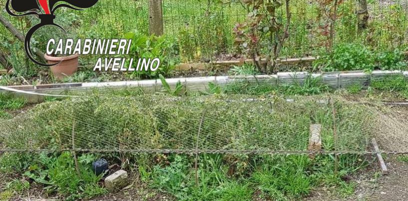Viola le norme a tutela della fauna: denunciato un anziano