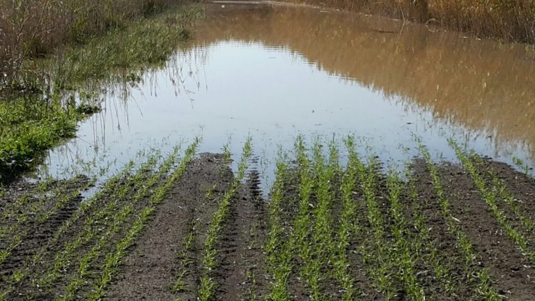 Freddo e pioggia, agricoltura in ginocchio: è allarme in Irpinia