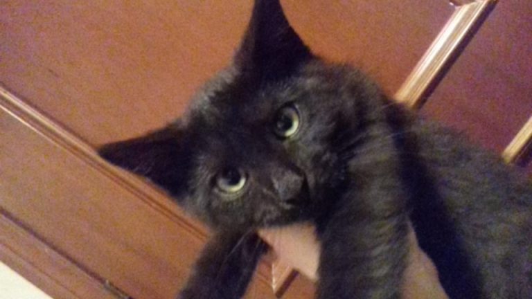 Gattina nera smarrita nel motore di un’auto: l’appello dei volontari