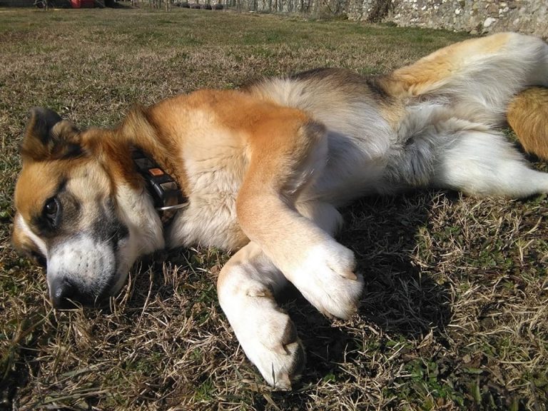 “Con Fido nel cuore” si batte per una casa rifugio per cani e gatti a Pietrastornina