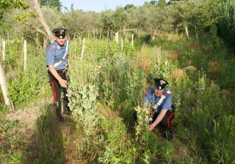 Coltivava piante di oppio in un bosco: denunciato