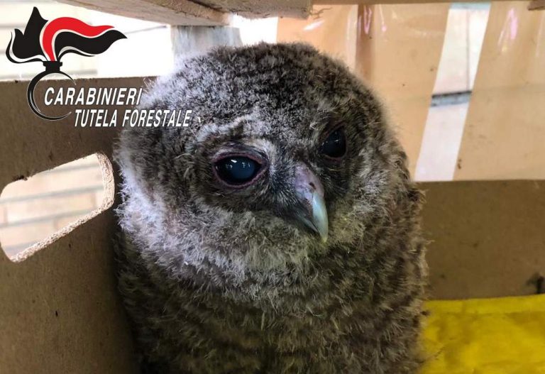 Cucciolo di rapace trovato a Lauro, i Carabinieri lo affidano al centro recupero di Napoli
