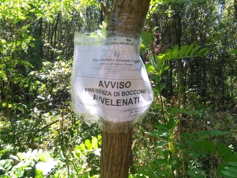 Esche avvelenate nel beneventano, i carabinieri forestali sequestrano il materiale