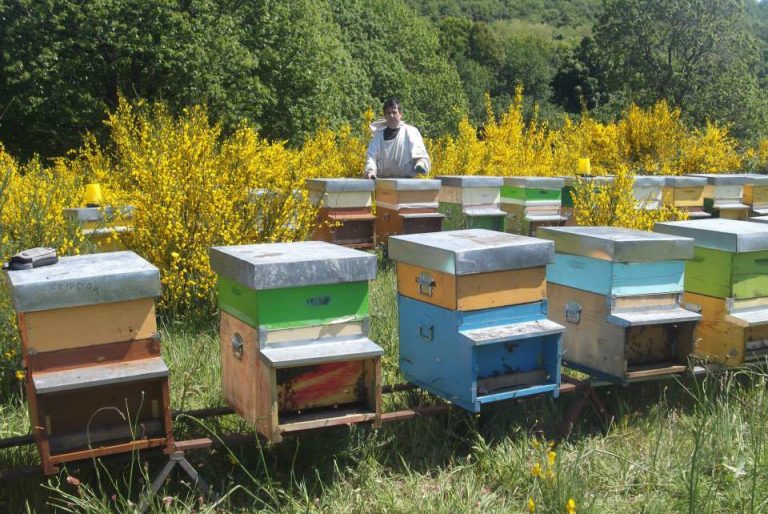 Stato di emergenza per l’apicoltura campana, poco miele anche in Irpinia