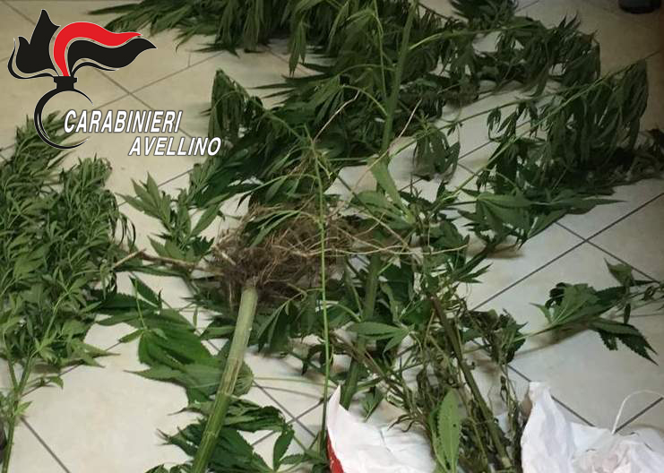 Coltiva marijuana in casa, arrestato un sessantenne di Mirabella