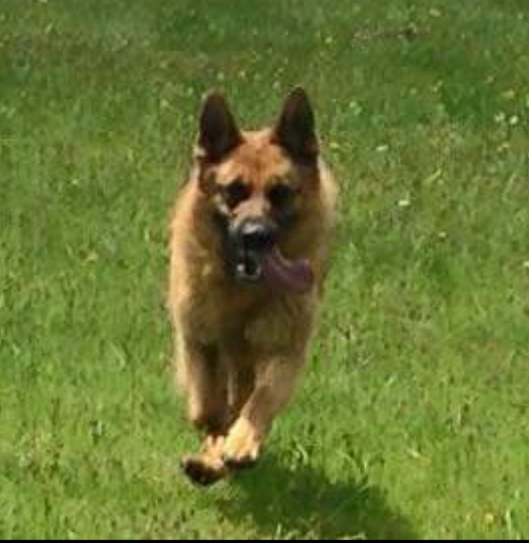 Muore Buk, il cane antidroga della penitenziaria di Avellino