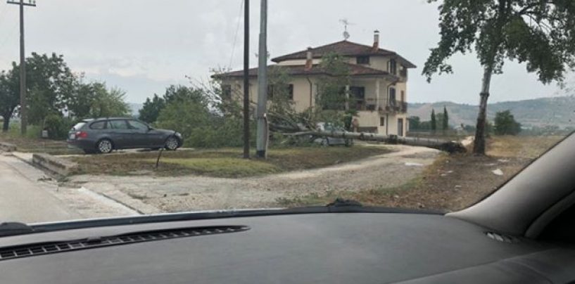 Nubifragio in Irpinia, alberi abbattuti e allagamenti