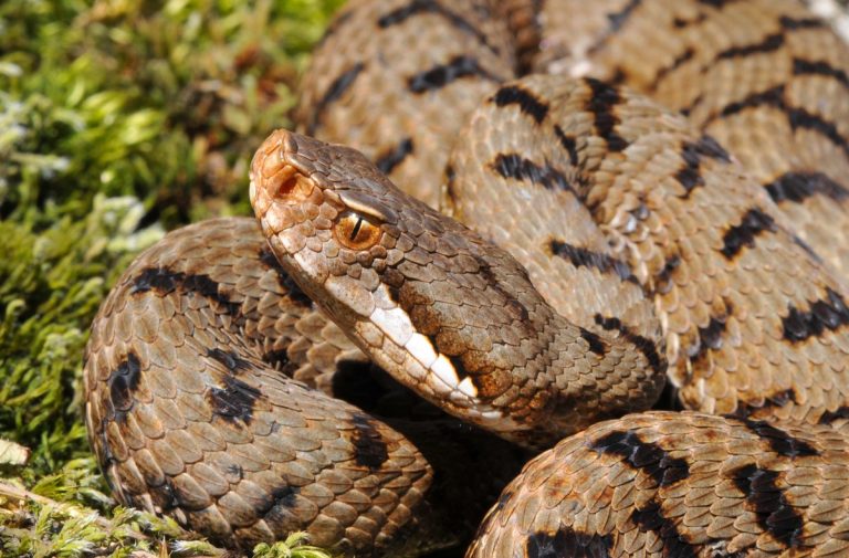 Vipera in piazza, scatta la segnalazione