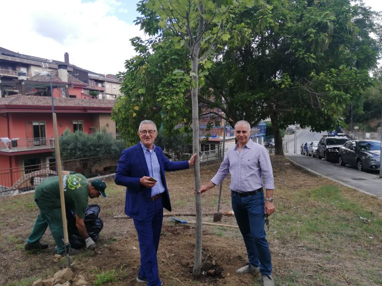 Incendio Ics, gli Agronomi chiariscono: “Basta fake news. Nocciole, vigneti e castagneti non sono a rischio”